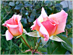 Au jardin avec Note