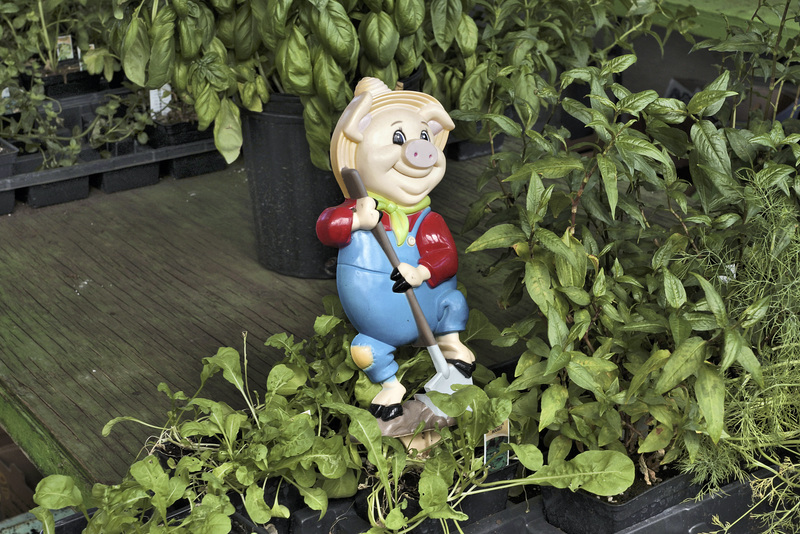 Pig Farmer – Marché Jean-Talon, Montréal, Québec, Canada