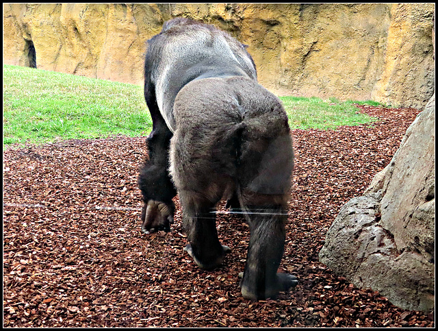 Biopark Valencia, 40