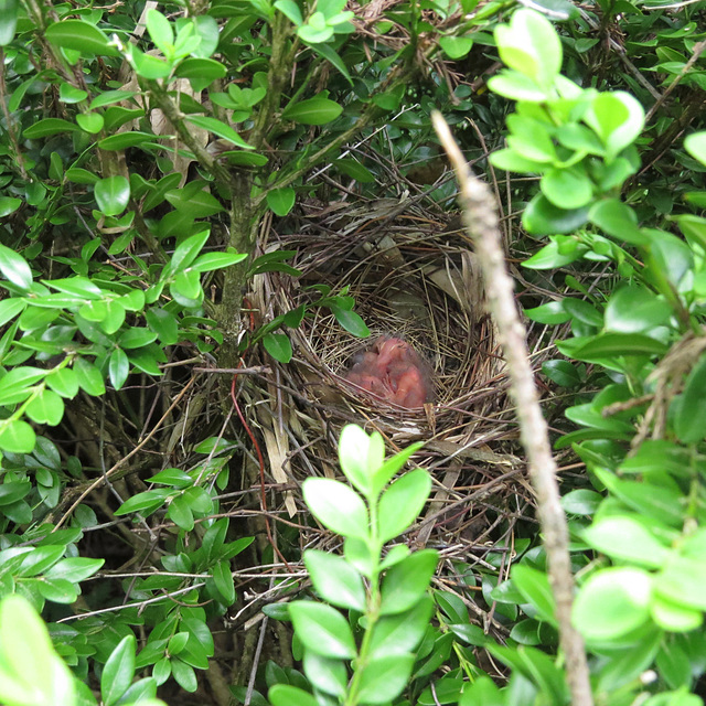 Baby cardinals