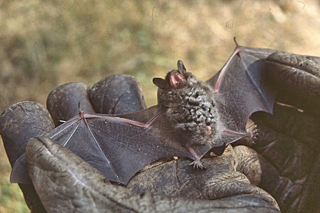 Myotis daubentonii ♂