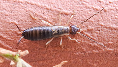 20206014 8550CPw [D~LIP] Gemeiner Ohrwurm (Forficula auricularia) Bad Salzuflen