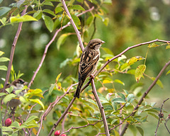 Spatz (PiP)