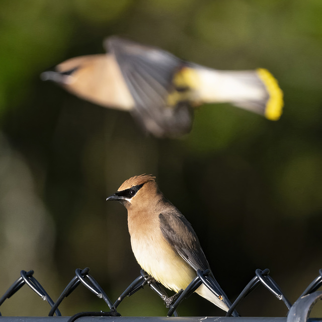 Cedar Waxwings