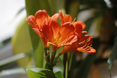 Clivia