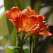 Clivia