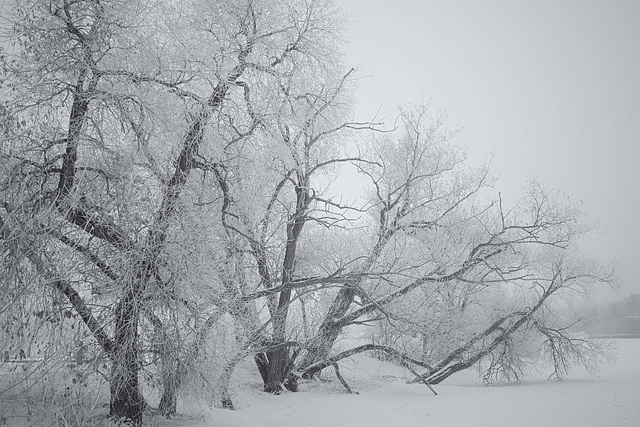 leaning trees-Wascana Park B&W