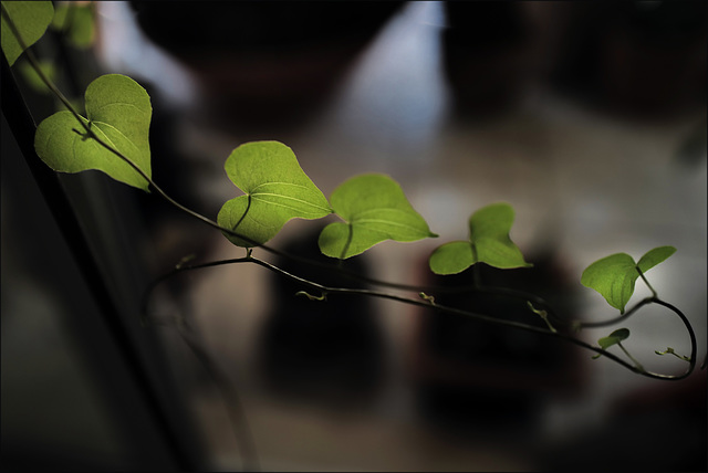 Dioscorea Elephantipes