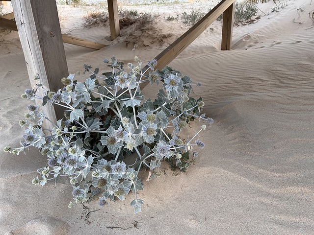 Eryngium maritimum, Monte Gordo