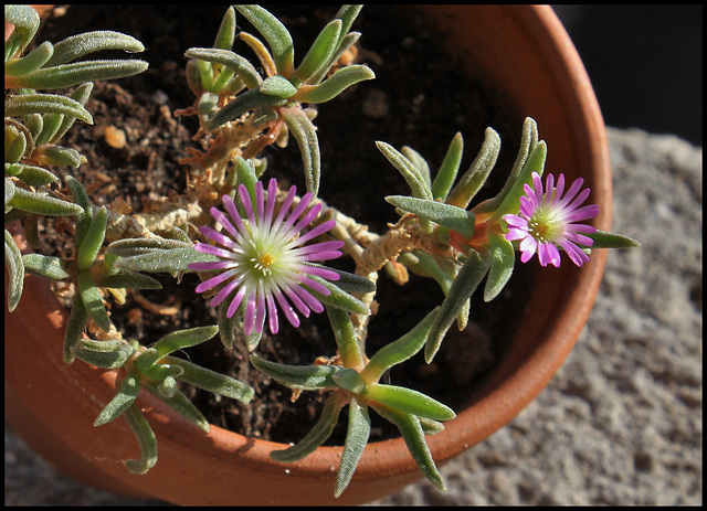 Delosperma