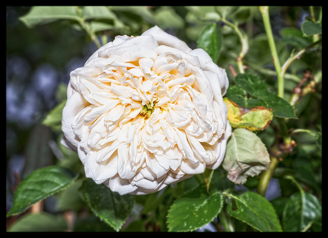 white rose