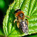 Bee, Family Apidae. Possibly Andrena Haemorrhoa