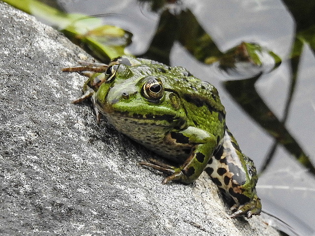 20170611 1848CPw [D~LIP] Wasserfrosch (Rana esculenta), UWZ, Bad Salzuflen