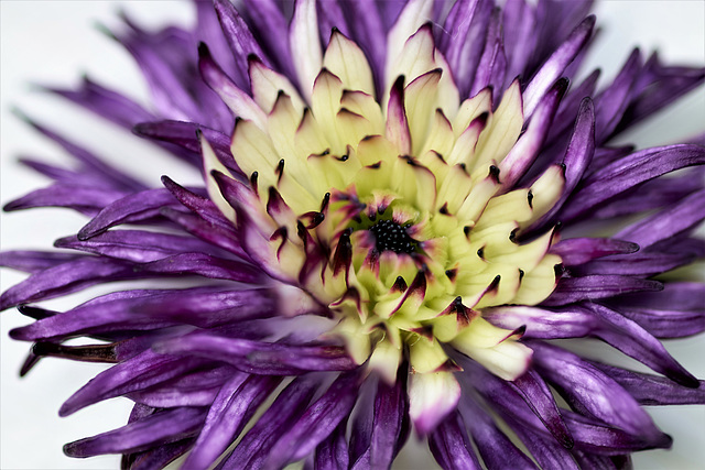 Clematis Flower - Close Up