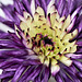Clematis Flower - Close Up