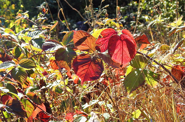 Wurmberg-Herbst