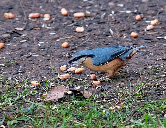 Nuthatch