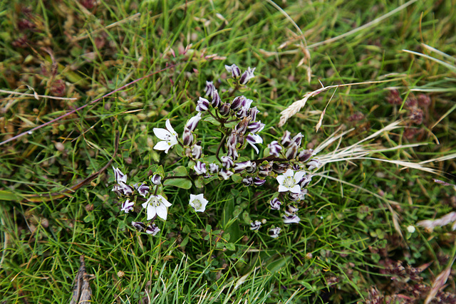 Mountain flowers, Simien Mountains