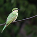 20120607-0187 Little green bee-eater