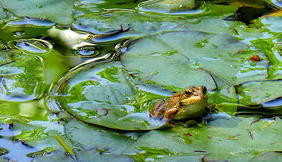 Lily Pads and Frog