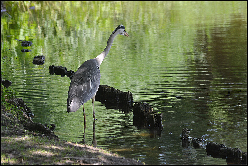 I want to eat all the fish and frogs  from the pond