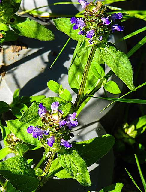 20230625 1328CPw [D~LIP] Gemeine Brunelle (Prunella vulgaris), Bad Salzuflen