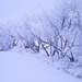 frosted trees by Wascana Creek