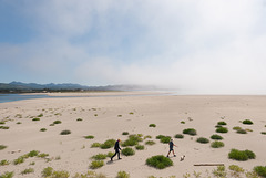 Combing the Beach