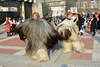 Bulgaria, Blagoevgrad, Carnival "Procession of the Kukers", Fiery Dance