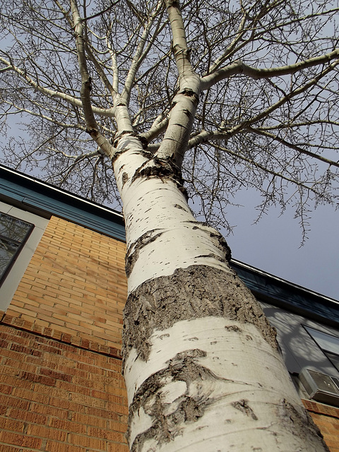 Quaking aspen