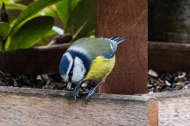 20150108 6258VRAw [D~RI] Blaumeise (Cyanistes caeruleus), Rinteln