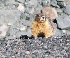 Marmot in Oregon