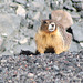 Marmot in Oregon