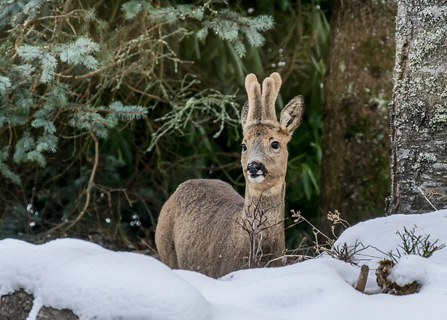 he came back...with the late snow ...his antlers had grown