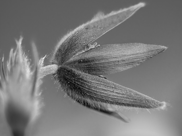 Still Beautiful in B&W