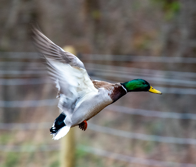 Mallard