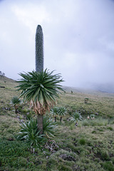 Giant Lobelia (L. rhynchopetalum)