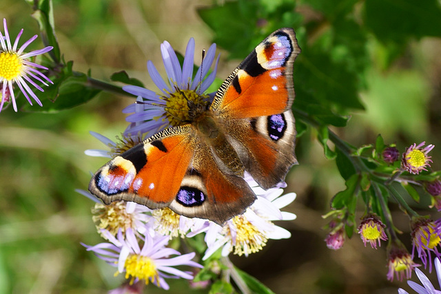 Aglais io im Oktober