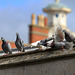 EOS 6D Peter Harriman 13 07 30 99999 pigeons dpp