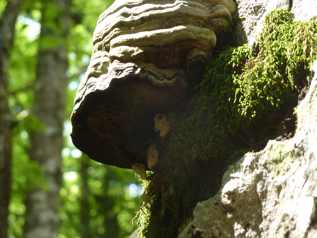 20150523 -25 Rando VTT La chapelle en Vercors (297) al