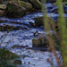 dipper at Black Clough