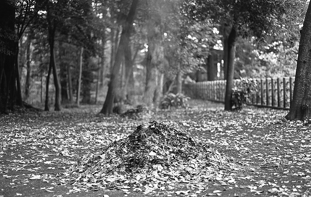 Burning fallen leaves