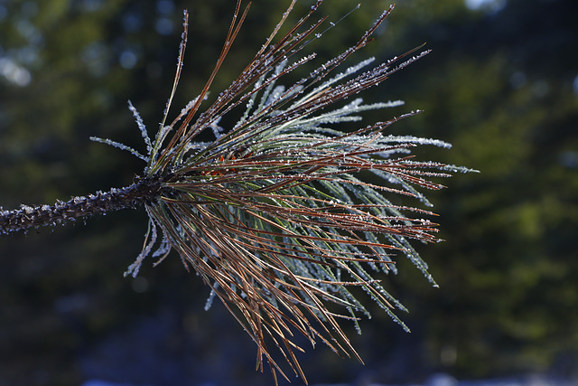 Frosted Needles