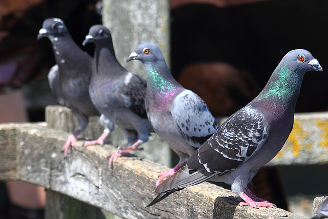 EOS 60D Unknown 11 29 53 5174 FivePigeons dpp