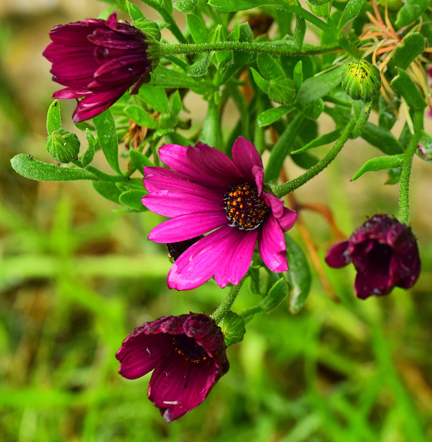 Watching Flowers in the Rain