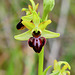 P1370615- Ophrys araignée (Ophrys aranifera) - Hauts de Chalabre.  04 mai 2021