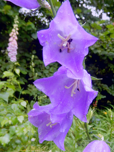 Blaue Pfirsichblättrige Glockenblume