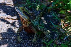 Australian Water Dragon - Love these colours!