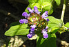 20230625 1329CPw [D~LIP] Gemeine Brunelle (Prunella vulgaris), Bad Salzuflen