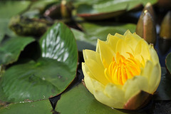 Nénuphar du château du Moulin